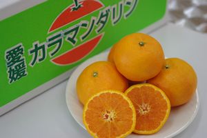 マンダリンオレンジ様 オレンジの木 - Owari Satsuma Mandarin Vi - NatureHills
