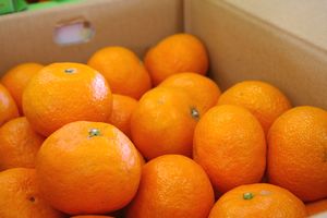 カラーオレンジ　約5ｋｇ　約30玉〜約40玉 【三重・他産地】