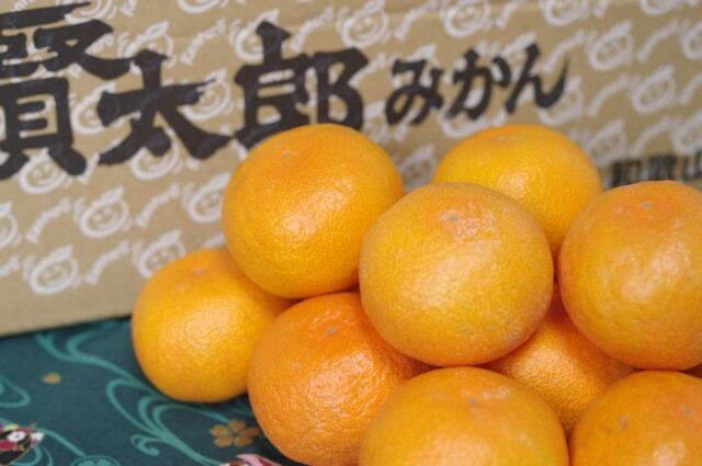 賢太郎みかん通販 和歌山有田みかん　5kg Ｓ〜Ｌ