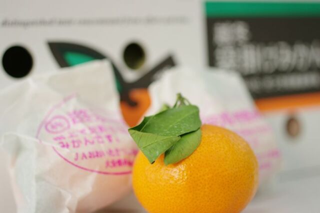 越冬袋掛け完熟みかん販売 杵築樹上完熟ミカンを取り寄せ。大分県産