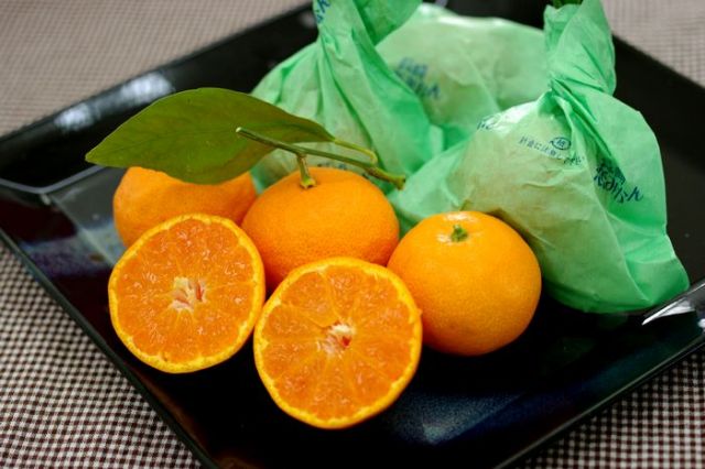 長崎恋みかん通販 袋掛けの越冬みかん販売 お取り寄せに