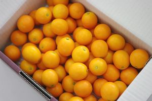 静岡完熟金柑こん太通販 糖度約20度生食きんかんを販売取寄。約