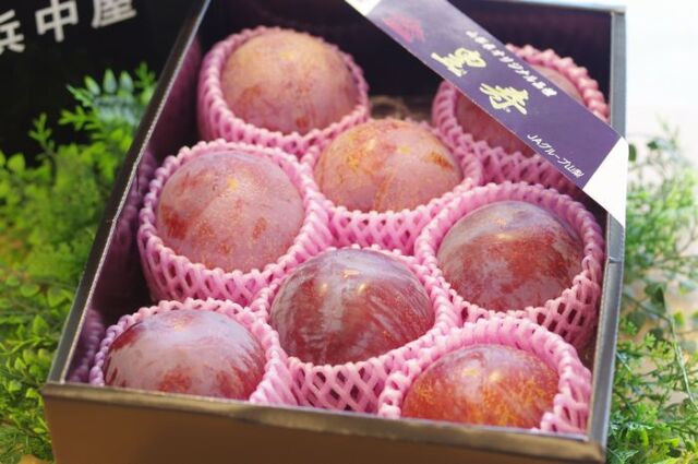 皇寿（こうじゅ）すもも｜山梨県産限定の高級プラム通販｜約7玉〜約9玉