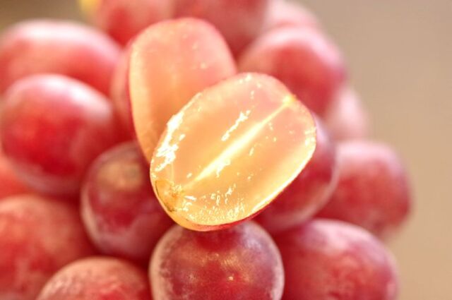 7/中旬頃から8/下旬頃まで ハウス栽培 クイーンルージュぶどう通販