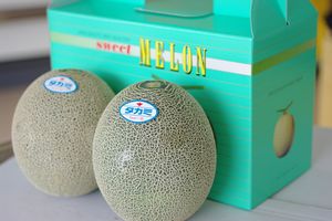 タカミメロン通信販売 熊本産 熊本貴味メロンを販売取寄 果物ギフトに 2玉