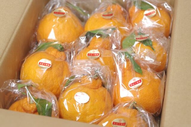 木成り完熟クラウンデコ販売 下津クラウン果樹協同組合のデコポンを通販で取り寄せ。約3ｋｇ L〜3L 約7玉〜約9玉