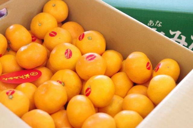 真穴みかん通販 お歳暮みかん 愛媛県真穴共選 5kg S ｌ