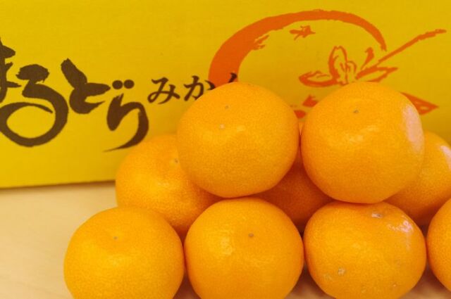 まるどりみかん 有田みかん 通販でお歳暮に 和歌山県産  5ｋｇ Ｓ〜Ｌ