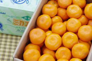 ミカエースJA三ヶ日みかん特選通販 お歳暮静岡みかん販売 糖度12度以上の早生・青島 4ｋｇ　S〜2Ｌ