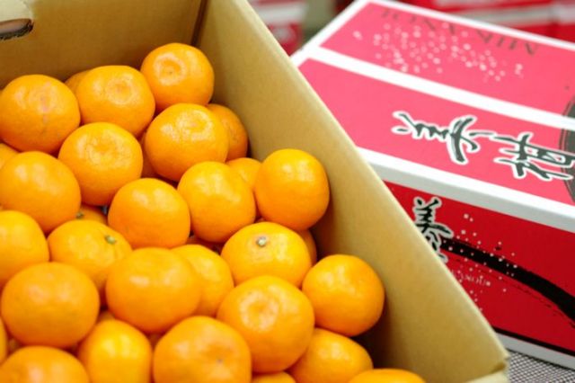 美柑王みかん販売　愛媛南農協 みかんおう蜜柑御歳暮通販でお取り寄せ 糖度約12度　5kg Ｓ〜Ｌ