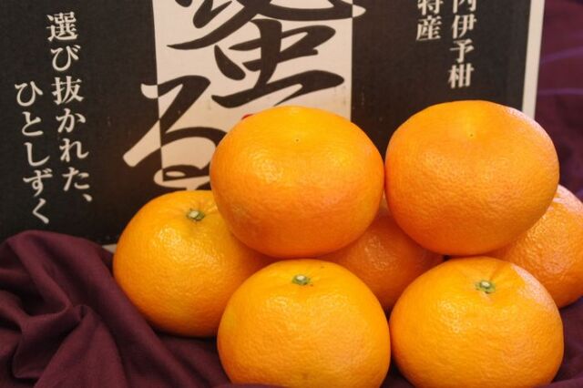 蜜る いよかん　取寄販売 愛媛県保内共選ブランドの伊予柑を通販で。愛媛産