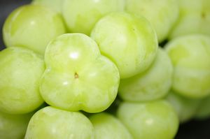 桃太郎葡萄通販 岡山県の種なし皮ごと食べられるぶどうを販売取寄。1房