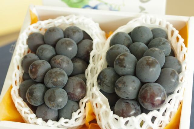 ナガノパープル葡萄通販 長野県産。種なし皮ごと食べられるぶどうを