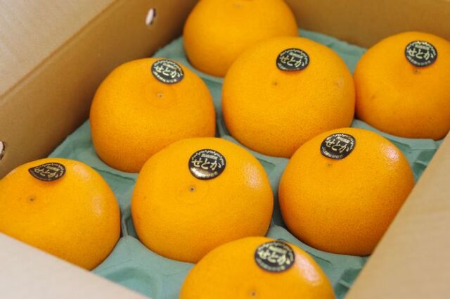 せとか 長崎県 マルナン 大トロの異名をもつ柑橘を販売取寄