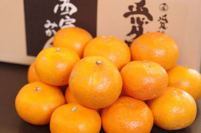 和みみかん販売 外観に風キズがありご家庭向けみかん JA西宇和八協共選 5ｋｇ Ｓ〜Ｌ