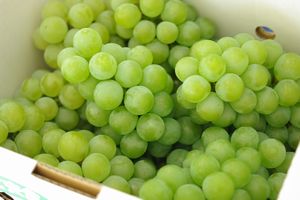 完熟ナイアガラ葡萄通販 芳醇な香りの山形ぶどうを販売。約2ｋｇ 5〜9房 山形産