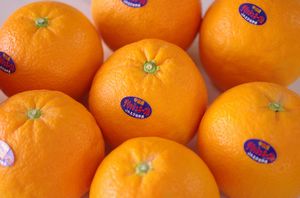 デリッシュネーブルオレンジ　愛媛県中島産