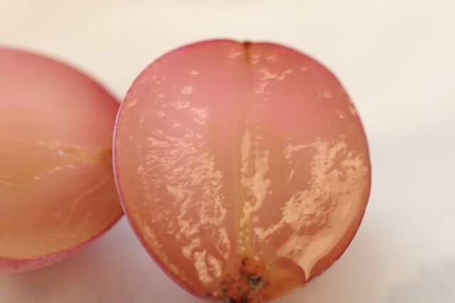 クイーンニーナ葡萄通販 大粒で種が無く高糖度な赤色系ぶどうを販売取