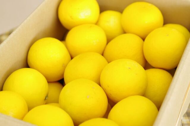 ニューサマーオレンジ取寄販売 小夏・日向夏とも呼ばれる柑橘を通販で