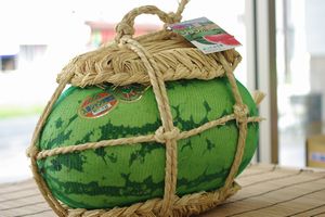 入善ジャンボ西瓜通販 富山県黒部俵スイカを販売。日本一の大きさをお中元に 1玉 約14ｋｇ〜約19ｋｇ