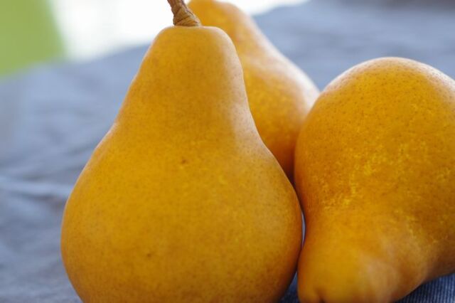 西洋梨オーロラ取寄販売 山形県の初秋に味わえる西洋梨を通販で