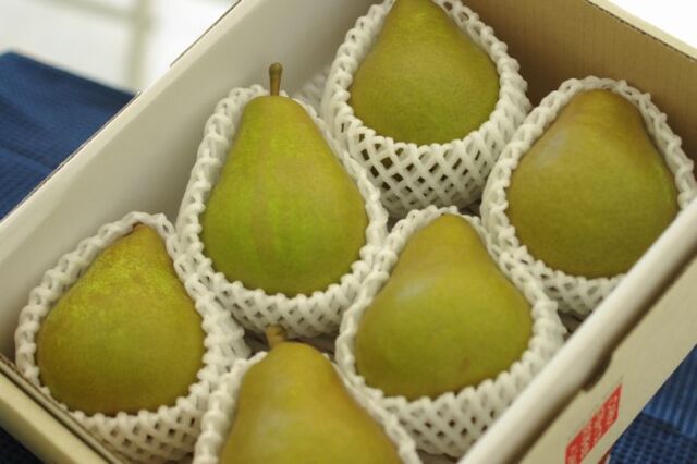 西洋梨オーロラ取寄販売 山形県の初秋に味わえる西洋梨を通販で