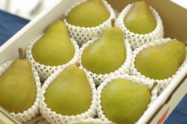 西洋梨オーロラ取寄販売 山形県の初秋に味わえる西洋梨を通販で