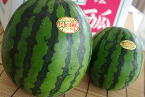 尾花沢西瓜販売及び 大石田等の山形県産。お中元スイカを通販で取寄！大玉が特徴で真夏が旬  2Ｌ～4Ｌサイズ