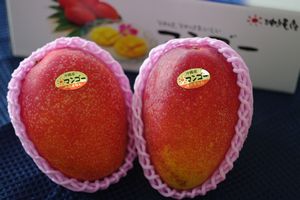 美ら芒果（マンゴー）沖縄最高級ブランドマンゴー　【沖縄県産】