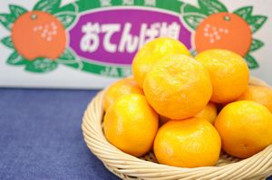 おてんば娘みかん販売 愛知県蒲郡産 お歳暮みかん通販でお取り寄せ 糖度12度以上 5kg s l おてんば娘みかん販売 愛知県蒲郡産 お歳暮みかん通販でお取り寄せ 糖度12度以上 5kg s l