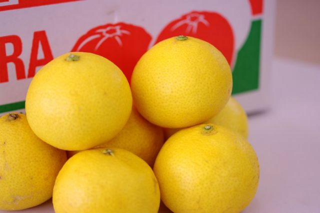 黄金柑（おうごんかん）通販 爽やかな香りが特徴のゴールデンオレンジを販売取寄。 静岡・他産地