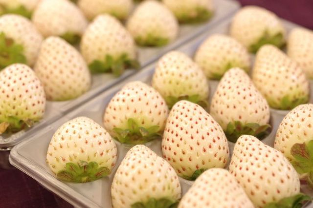 パールホワイトいちご販売 通販で白い苺お取り寄せ 約8粒〜約15粒 2Ｐ入 奈良県・他産地
