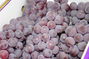 レッドナイアガラ葡萄通販 山形産。希少なナイアガラぶどうを販売取寄。約2ｋｇ 約5房〜約9房