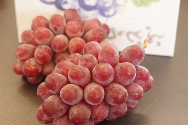 クイーンルージュぶどう通販 長野県 種なし皮ごとOKの葡萄の販売 。9