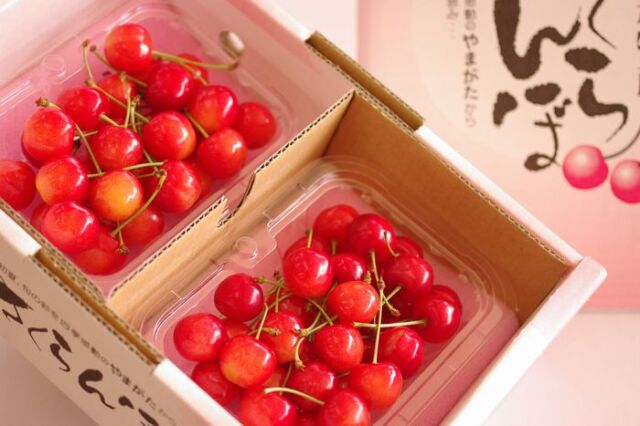 佐藤錦さくらんぼ フードパック 約400g 約800g Lサイズ 山形県