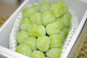 瀬戸ジャイアンツ葡萄通販 岡山県の種なし皮ごと食べられるぶどうを販売取寄。1房 約700ｇ 岡山産