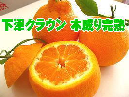 熟成デコポン♪こだわりの篤農家達【下津クラウン組合】和歌山県産　約6玉