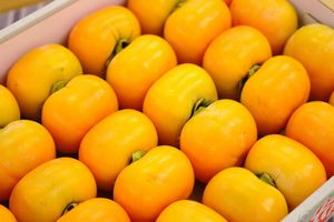 庄内柿通信販売 種が無くなめらかな食感の柿を販売取寄　約3・5kg 約14玉〜約18玉 山形産