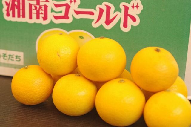 湘南ゴールド取寄販売 神奈川県オリジナルゴールデンオレンジを通販で。S~2L サイズ指定はできません