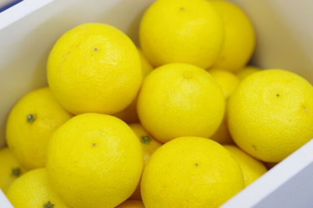 湘南ゴールド取寄販売　神奈川県オリジナルゴールデンオレンジを通販で。Ｓ〜2Ｌ サイズ指定はできません