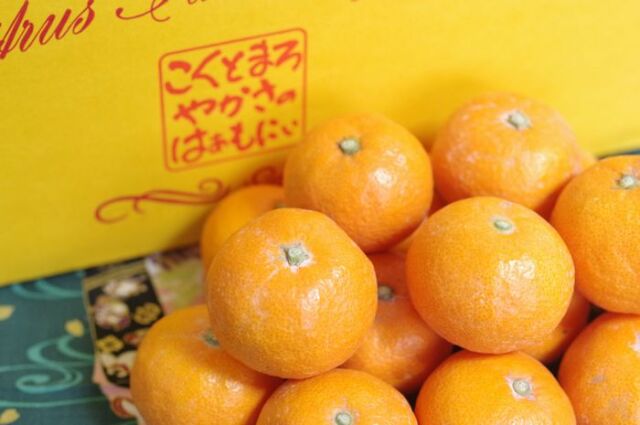 俊菓みかん（しゅんか）和歌山県産 2S〜L サイズ指定はできません