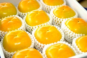 太秋柿（たいしゅうがき）通販 うずまき状の条紋が特徴の甘柿を販売取寄。約3ｋｇ 約9玉〜約12玉 熊本産・他産地