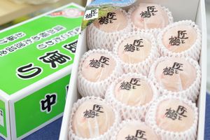 匠と極み　デリッシュネーブルオレンジ　愛媛県中島産　　約2・5kg  約8玉〜約12玉
