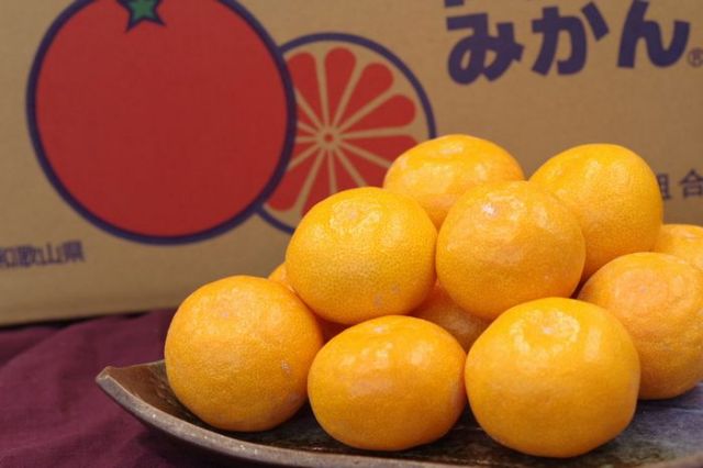 田村みかん通販 和歌山有田みかん販売。田村出荷組合をお歳暮蜜柑に 5kg Ｓ〜Ｌ