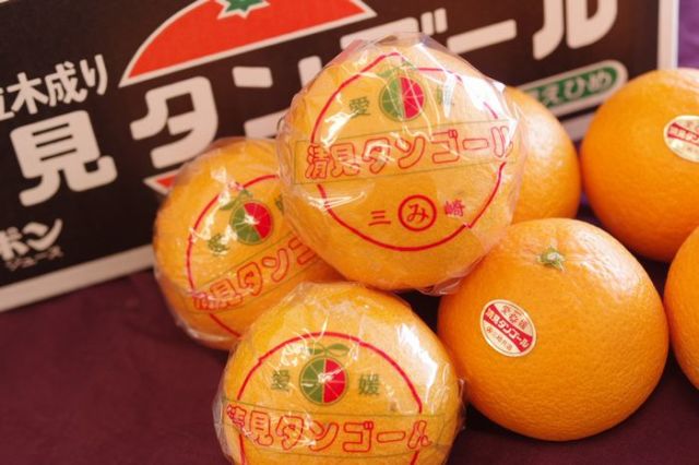 三崎共選木成り清見タンゴール 等級【特選】糖度約12.5度