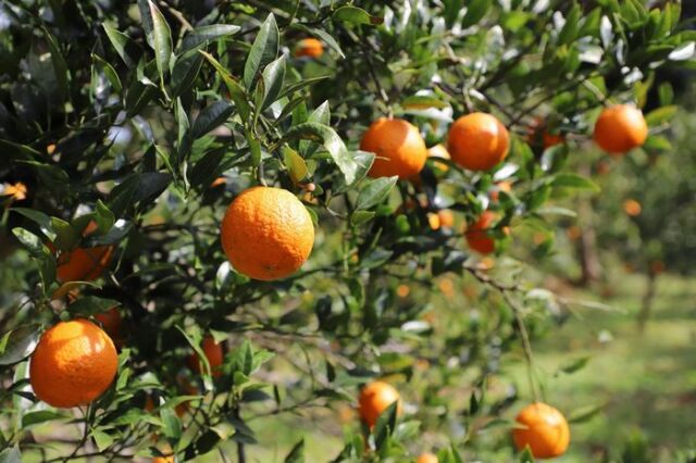 タンカンお取り寄せ 鹿児島のたんかんを通信販売で販売。