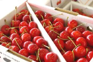 紅てまりさくらんぼ　1ｋｇバラ詰め　Ｌ〜3Ｌ【山形産】