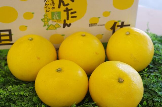 高知県産 てんたん文旦 文旦通販