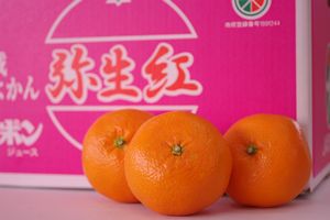 愛媛いよかん弥生紅　通販 熟成伊予柑を販売取寄。Ｌ〜2Ｌサイズ 愛媛産