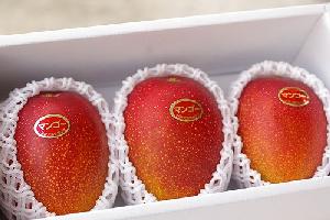 夏姫　糖度15度以上！厳選完熟マンゴー♪化粧箱2玉及び3玉入　【鹿児島産】